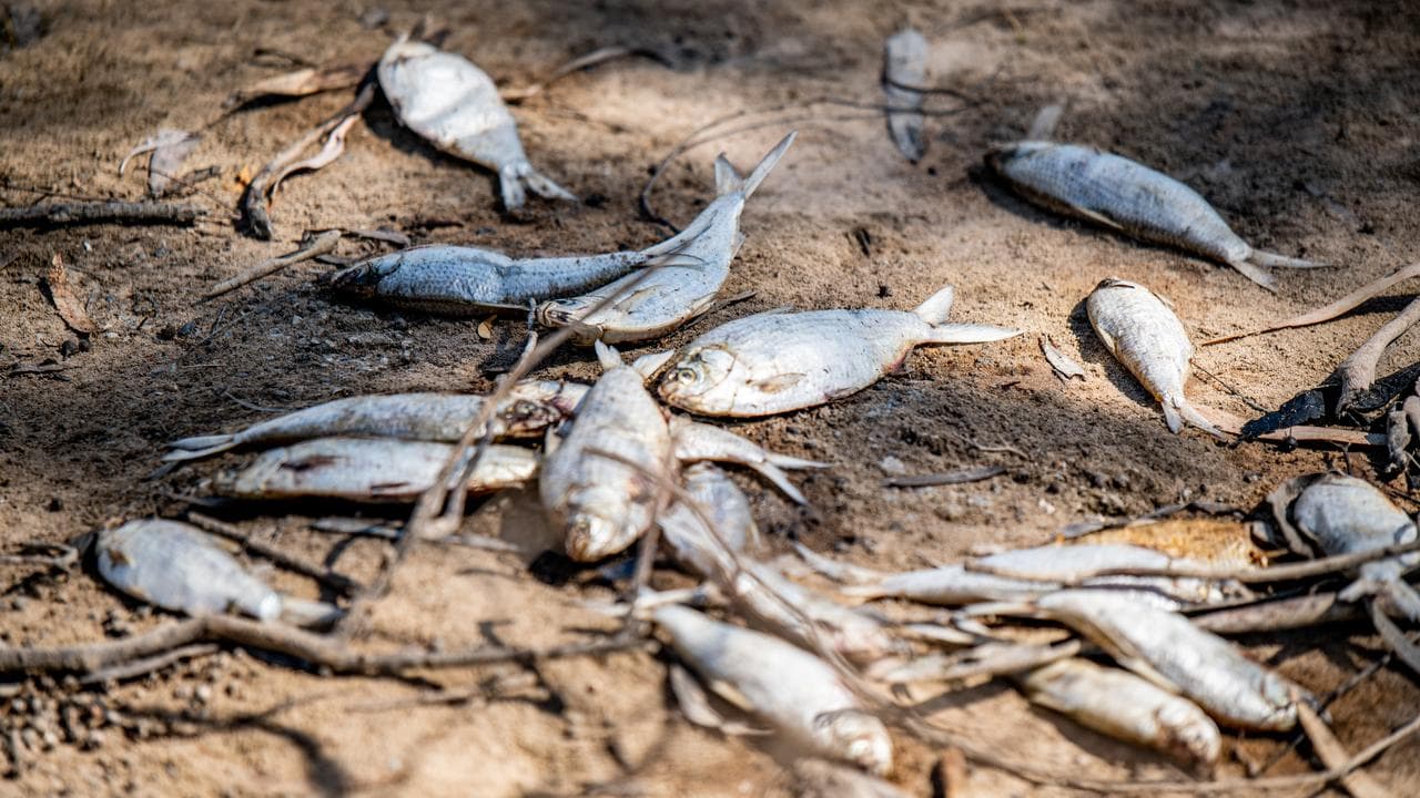 Dead fish on a riverbank (file image)