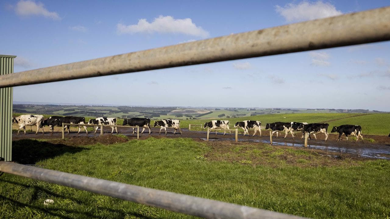 Cows head to the milking shed on a Victorian farm.
