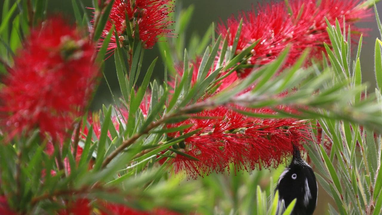 Bottle brush