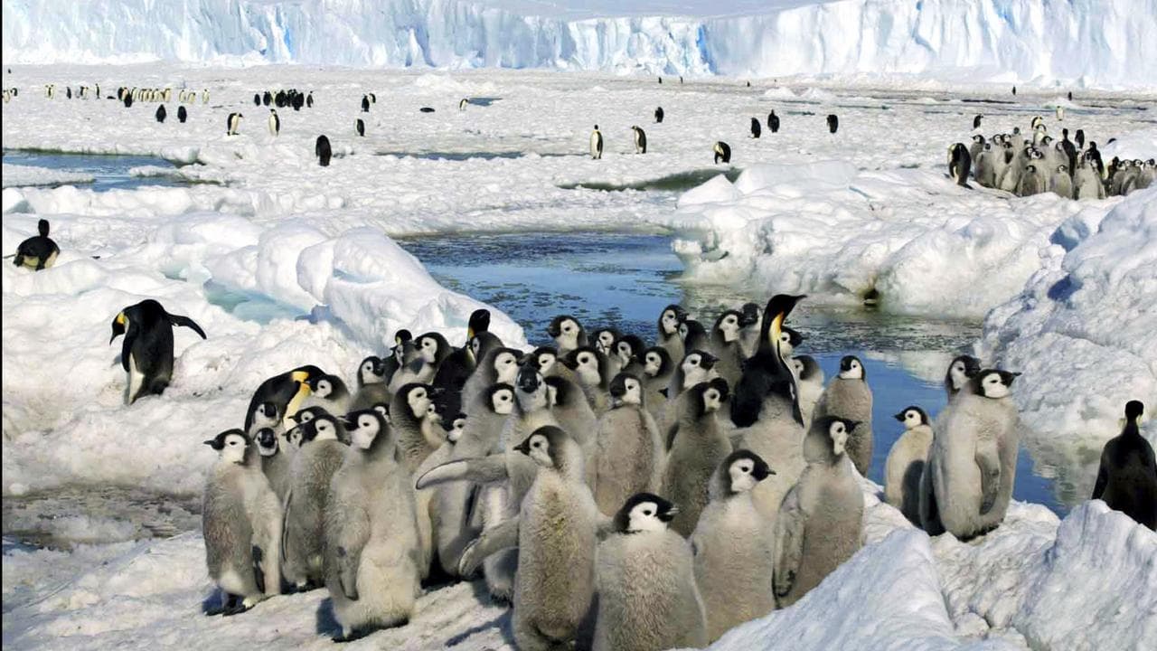 Emperor penguins, Antarctica