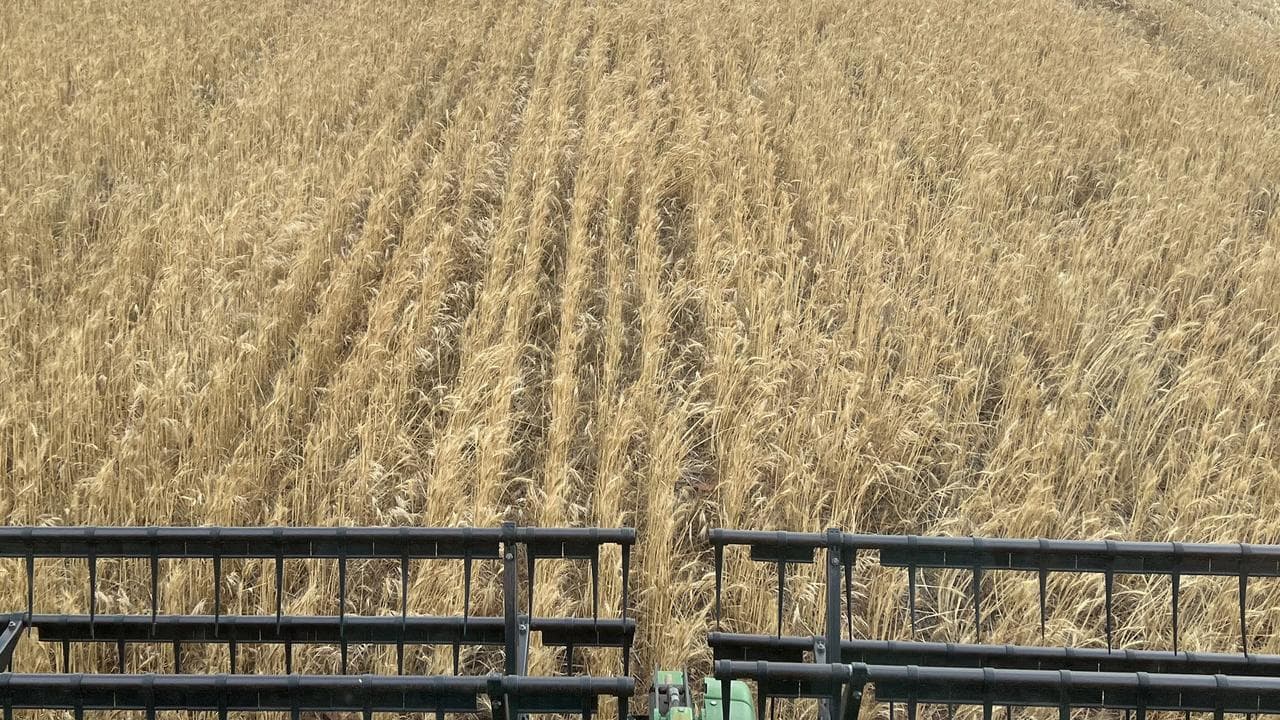 Barry Large harvesting wheat at his WA property