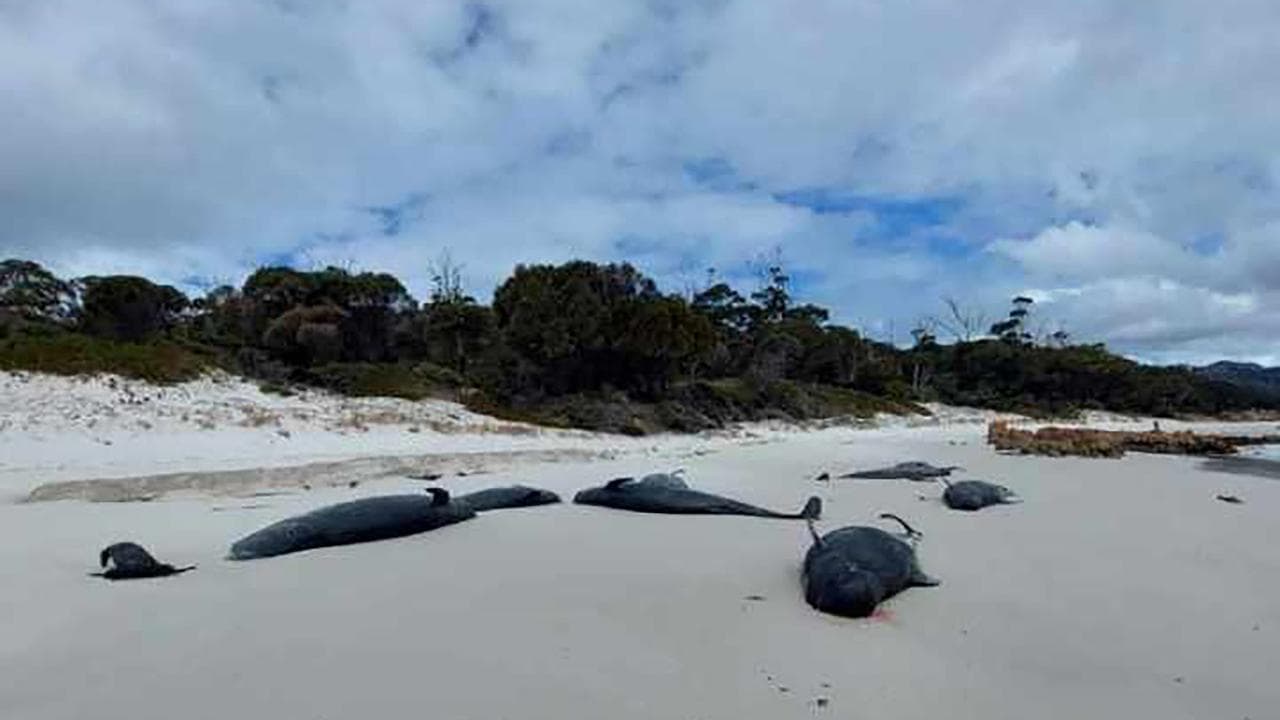Numerous dead whales on beach