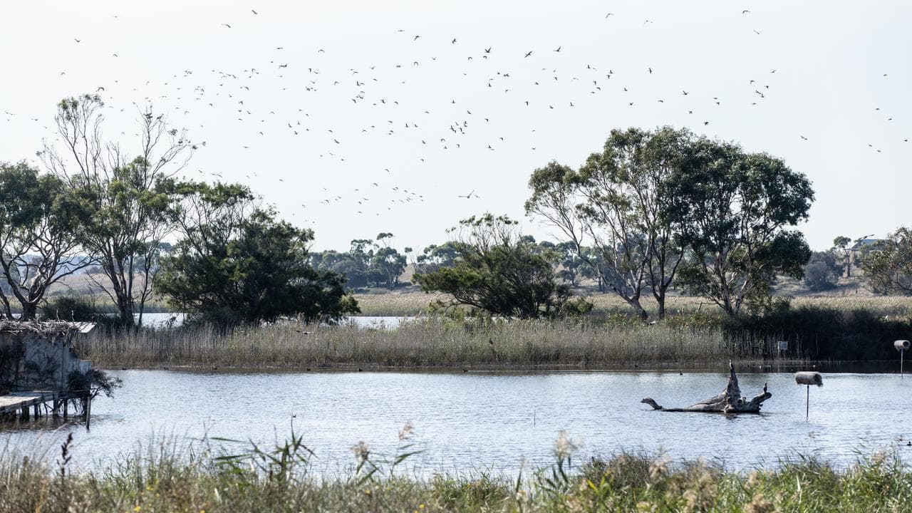 Lake Connewarre State Game Reserve, in Melbourne.