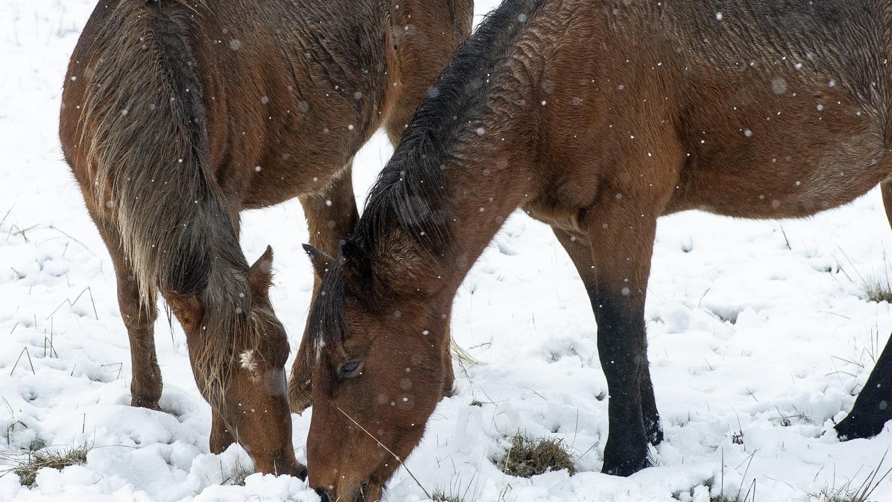 Brumbies grazing near Yarangobilly, Kosciuszko National Park