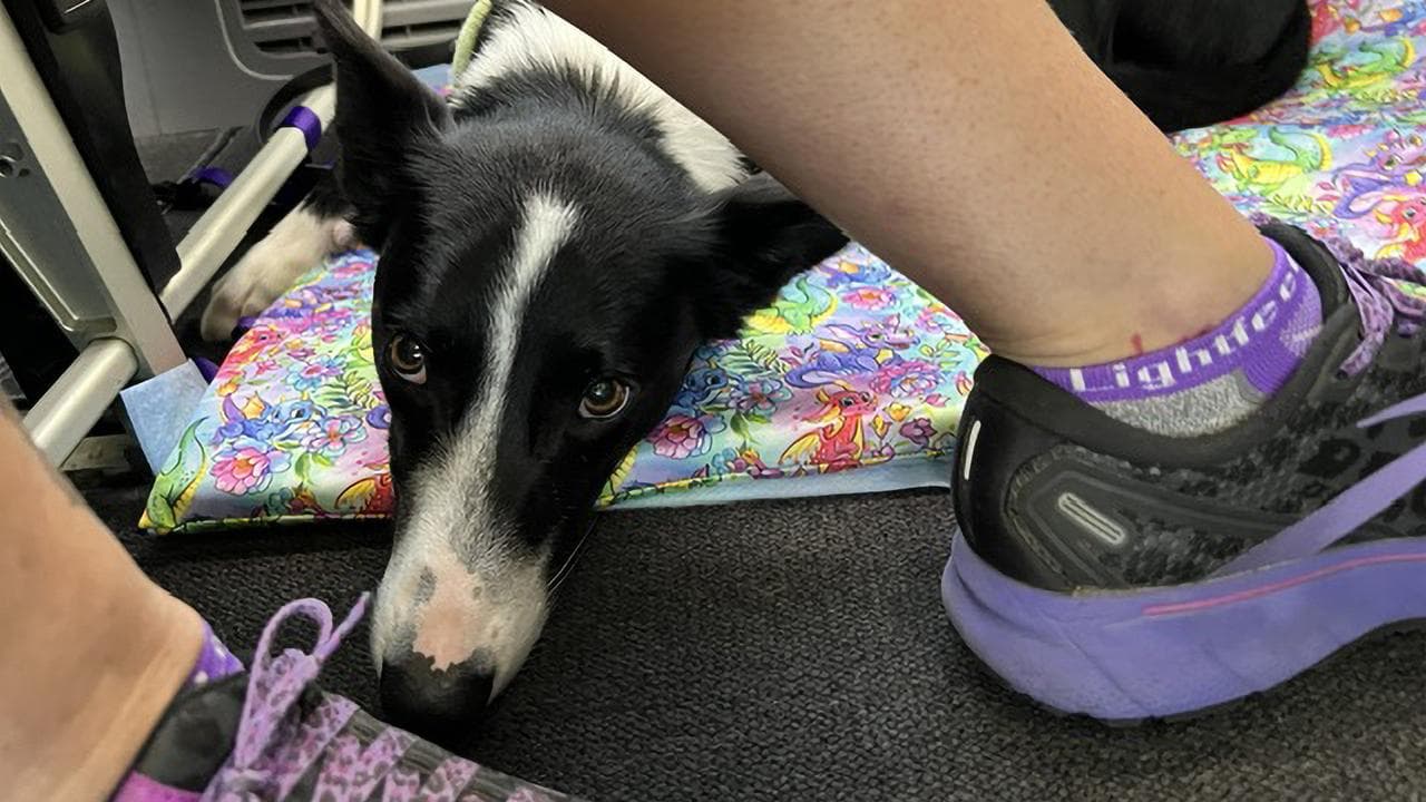 Rachael Fullerton’s border collie assistance dog Strike