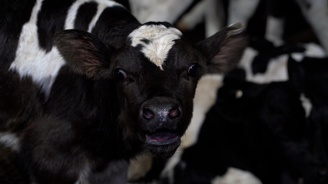 Calves for slaughter at Tasmanian Quality Meats