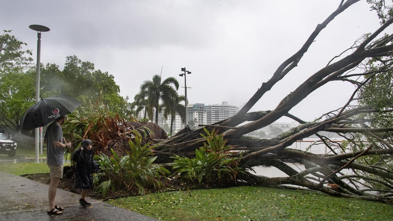 People view uprooted tree in Cairns following wild weather.