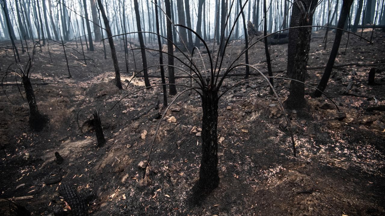 Burnt-out bushland on the outskirts of Cobargo (file image)