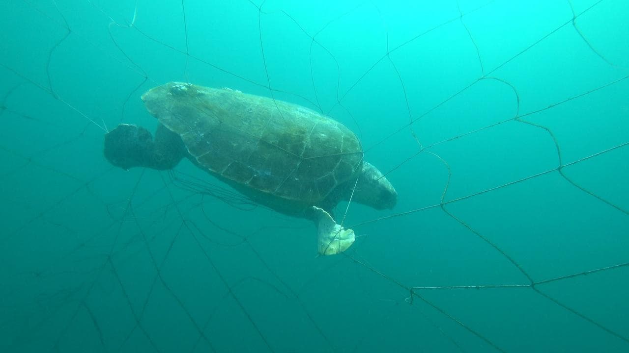 A turtle entangled in a shark net.