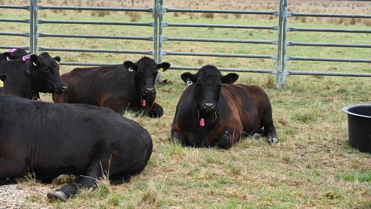 Angus cattle wearing CSIRO designed ear tags