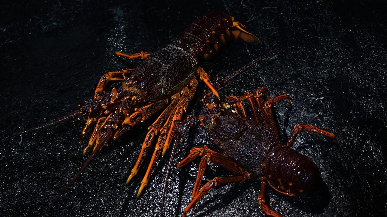 Southern Rock Lobsters