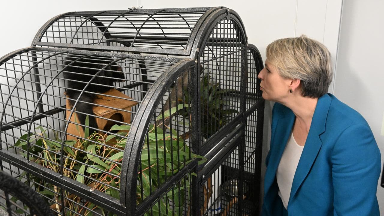 Tanya Plibersek and a greater glider
