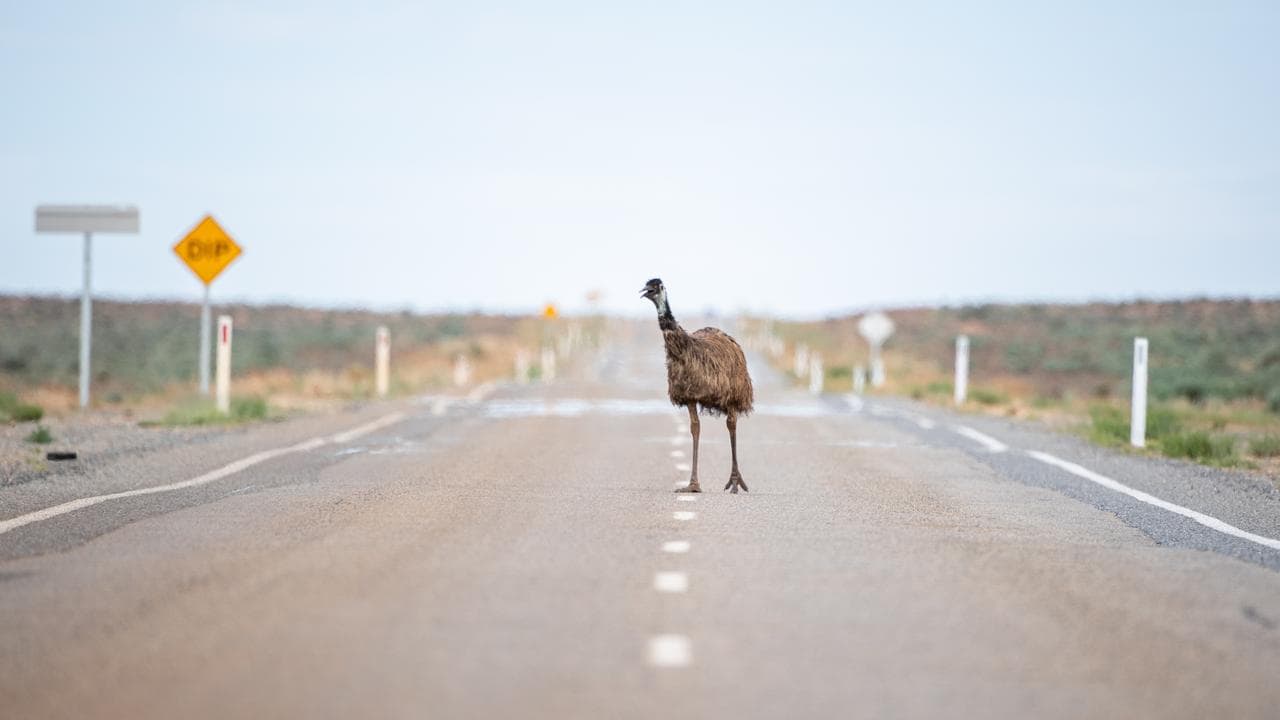 An emu on a road in western NSW during a heat wave
