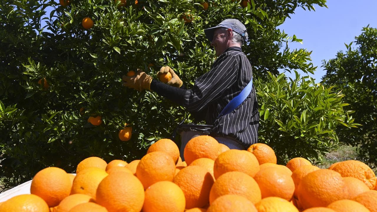 Fruit picker Wayne Smith harvests oranges on a farm near Leeton