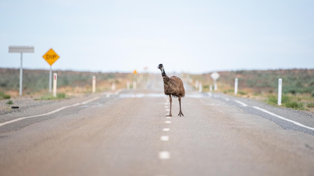 An emu on a hot road