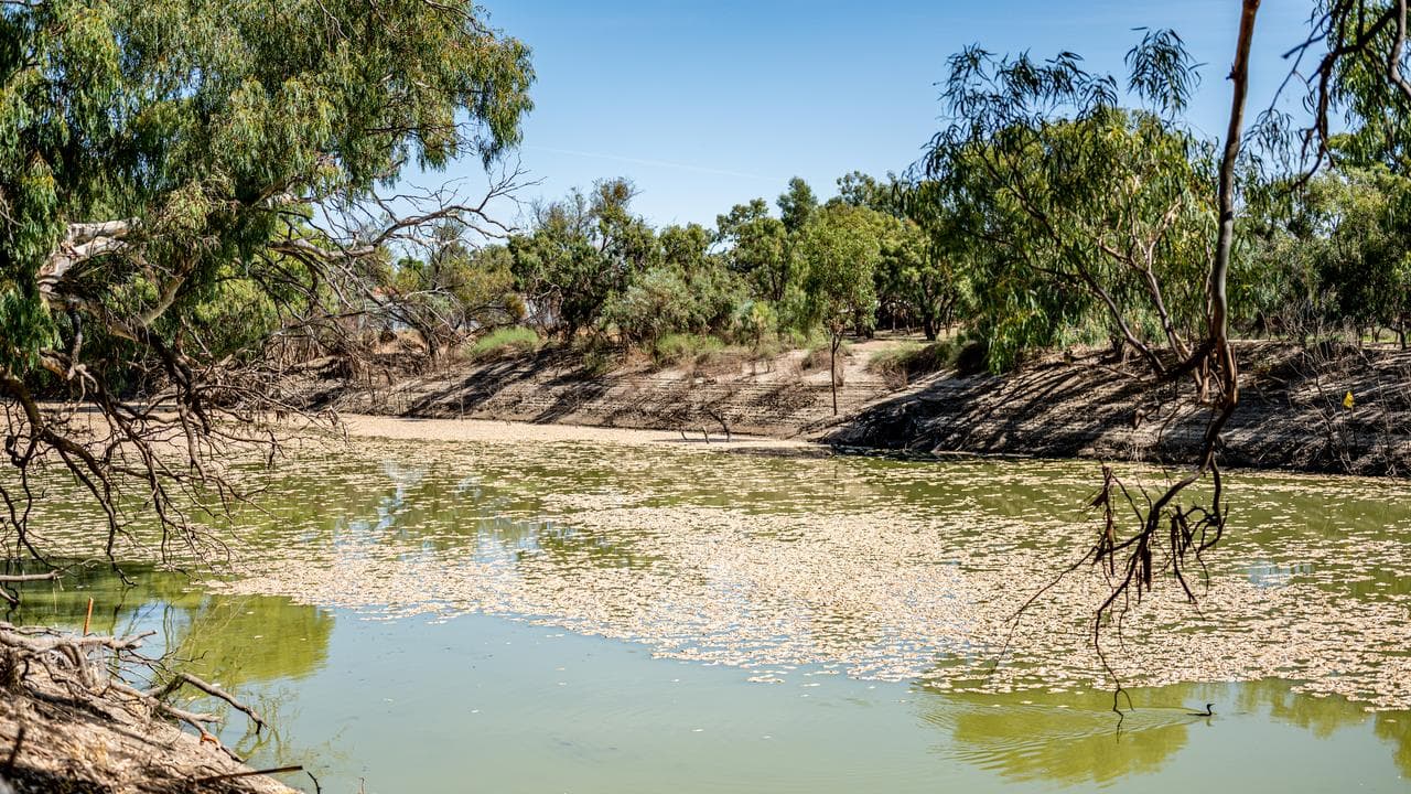 March 2023 fish kill at Menindee.