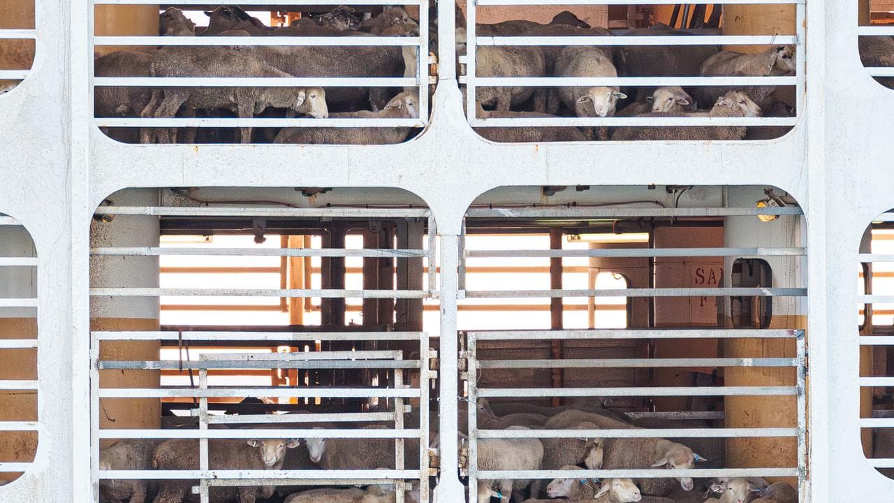 Sheep onboard livestock ship