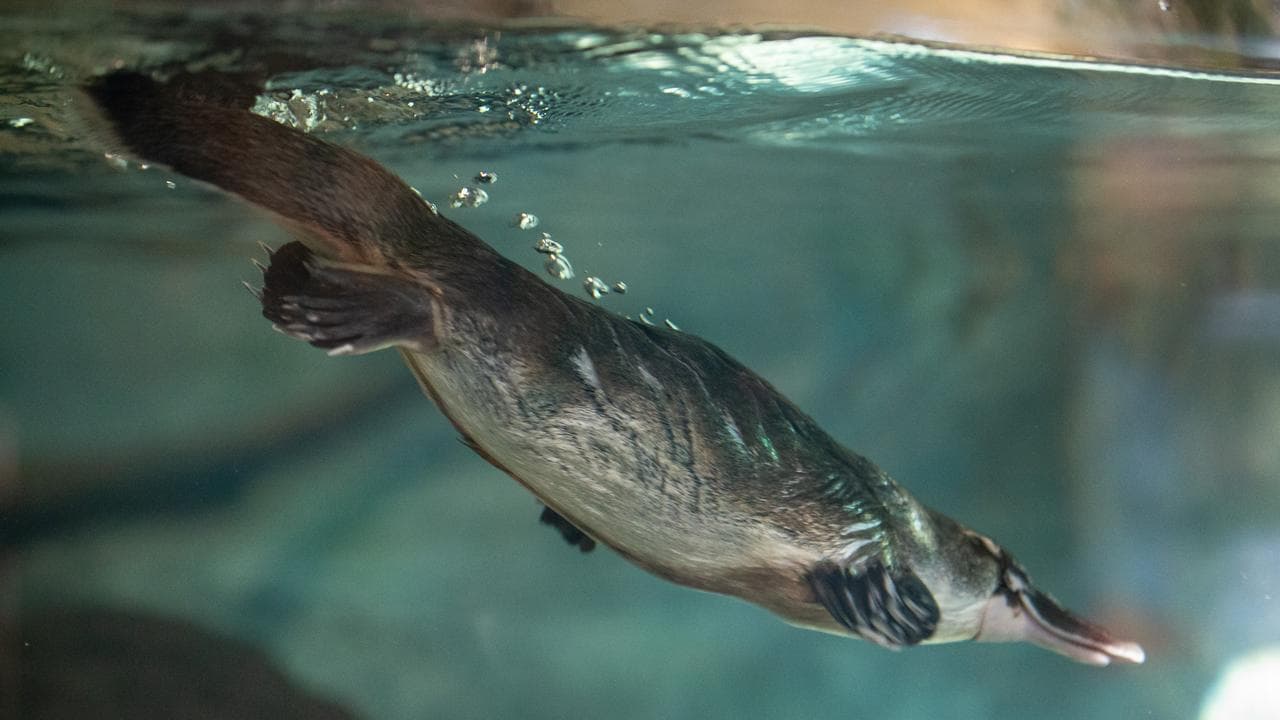 A platypus 