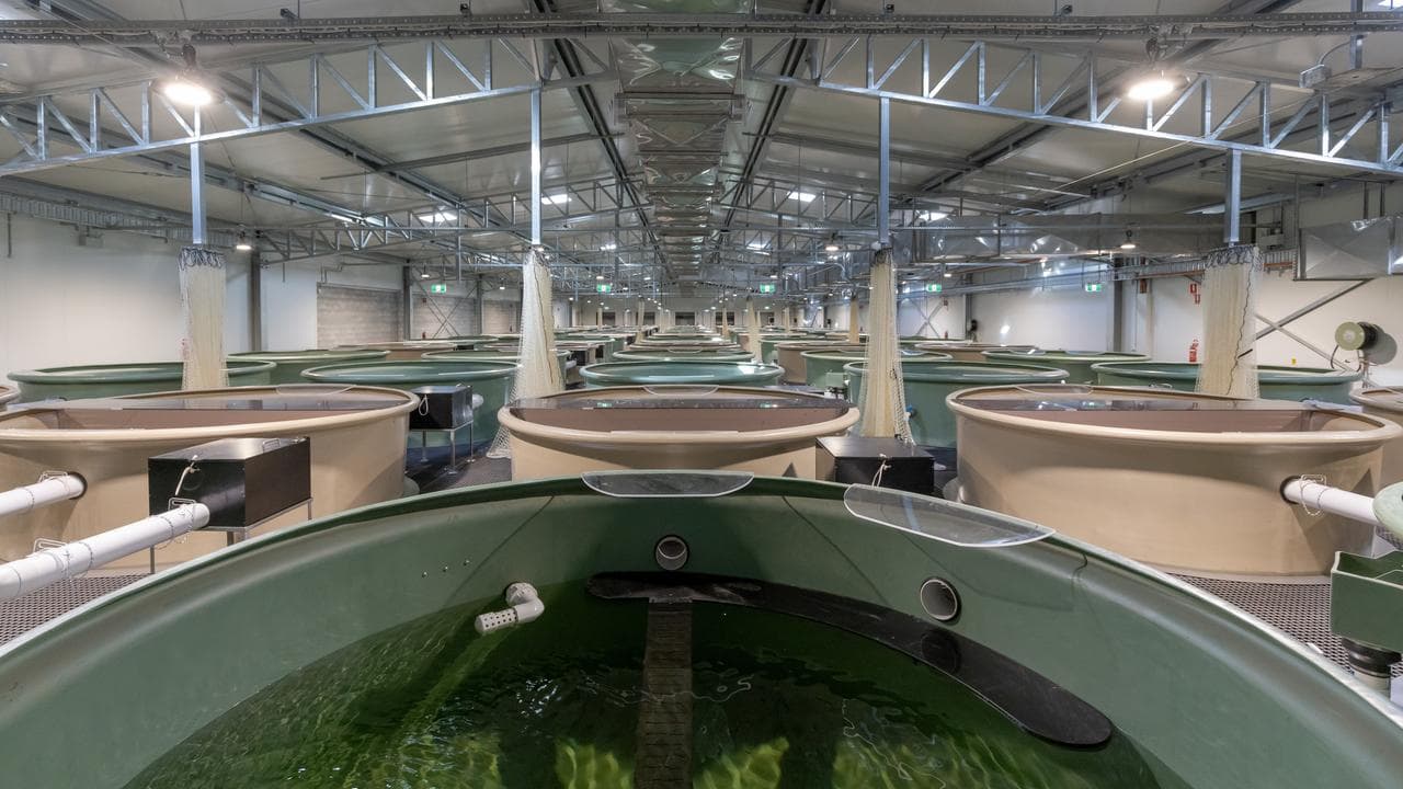 The Platypus Rescue HQ