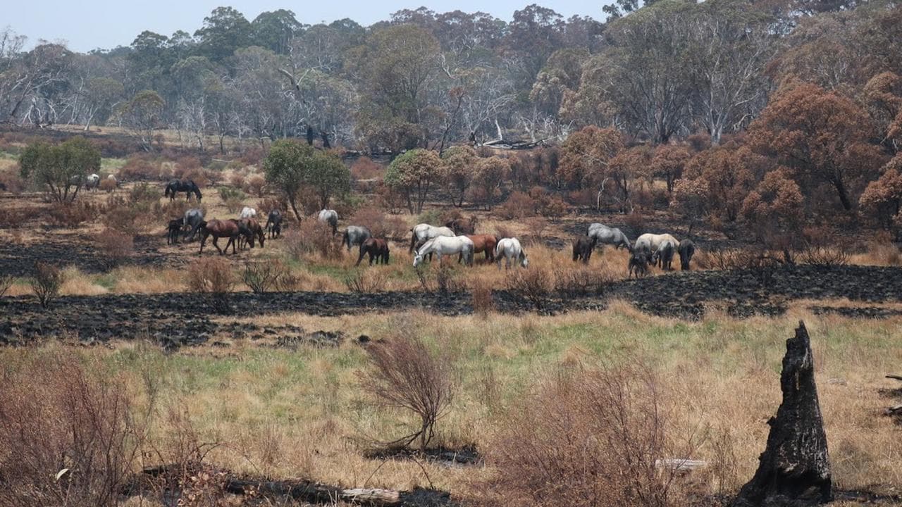 Feral horses grazing in Kosciuszko National Park (file)
