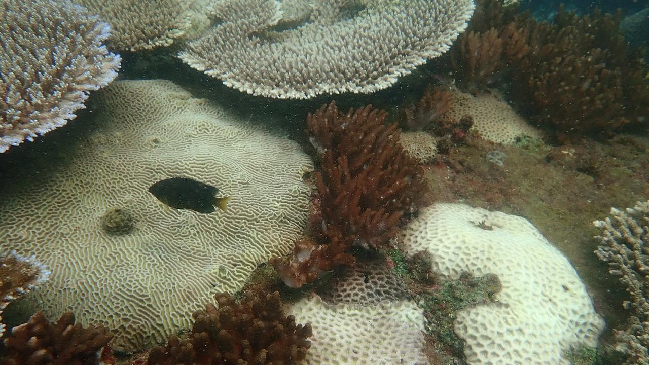 Bleaching on the Great Barrier Reef.