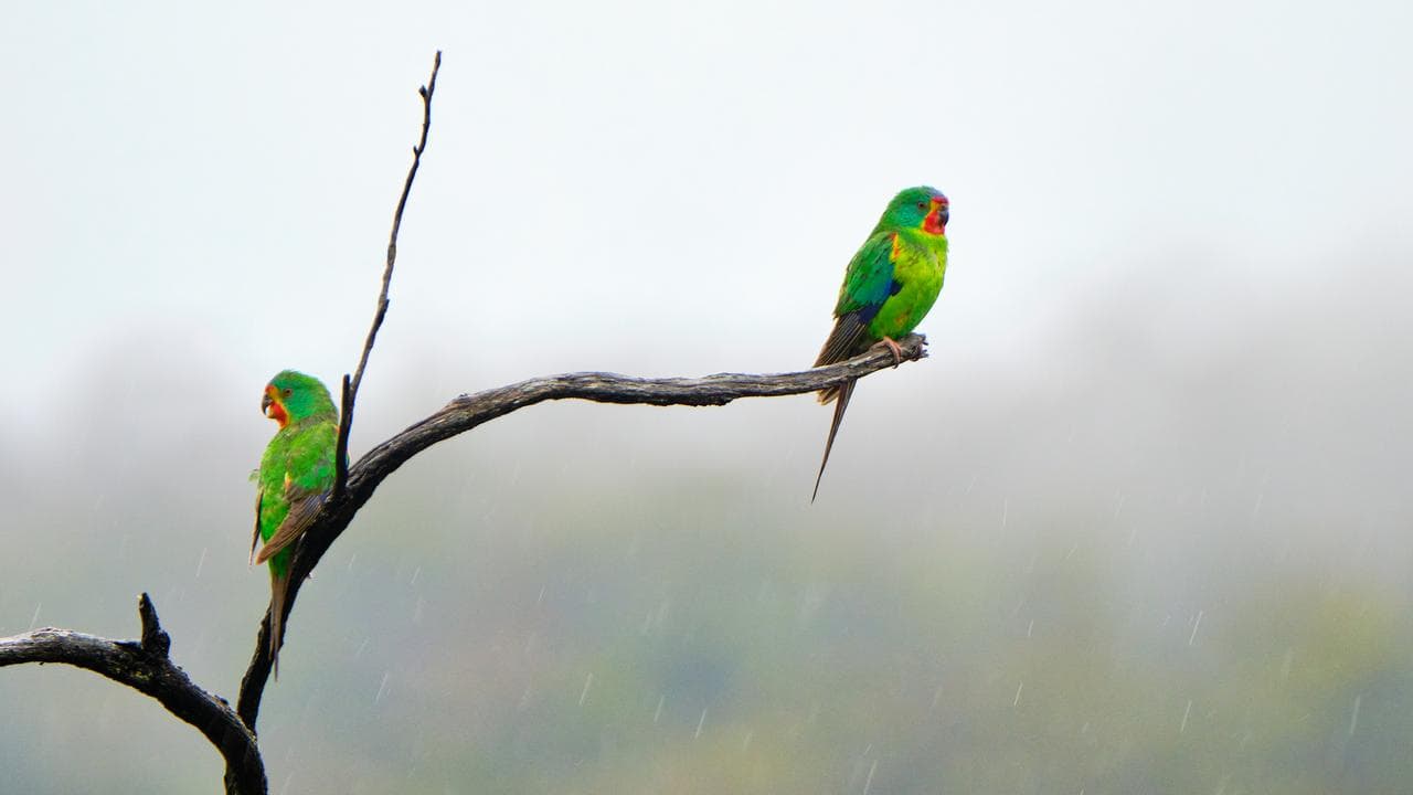 Swift parrots.