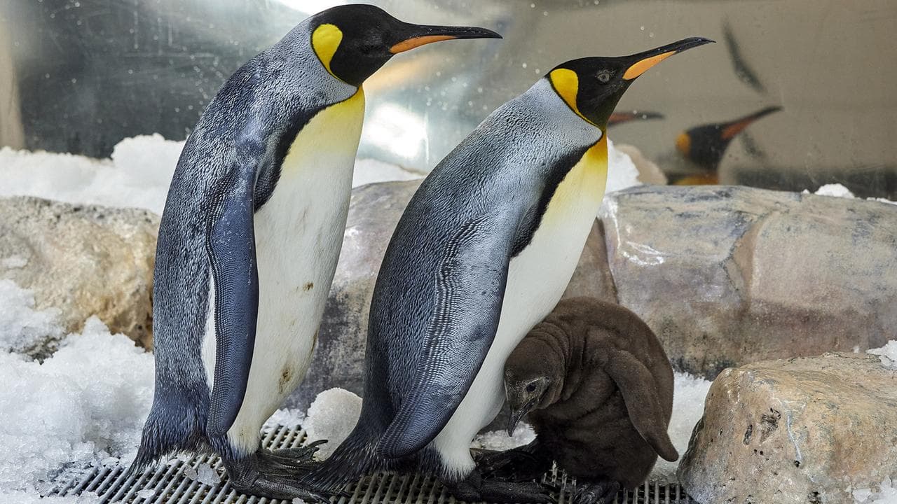 Parents Hudson and Tango with chick Pesto 