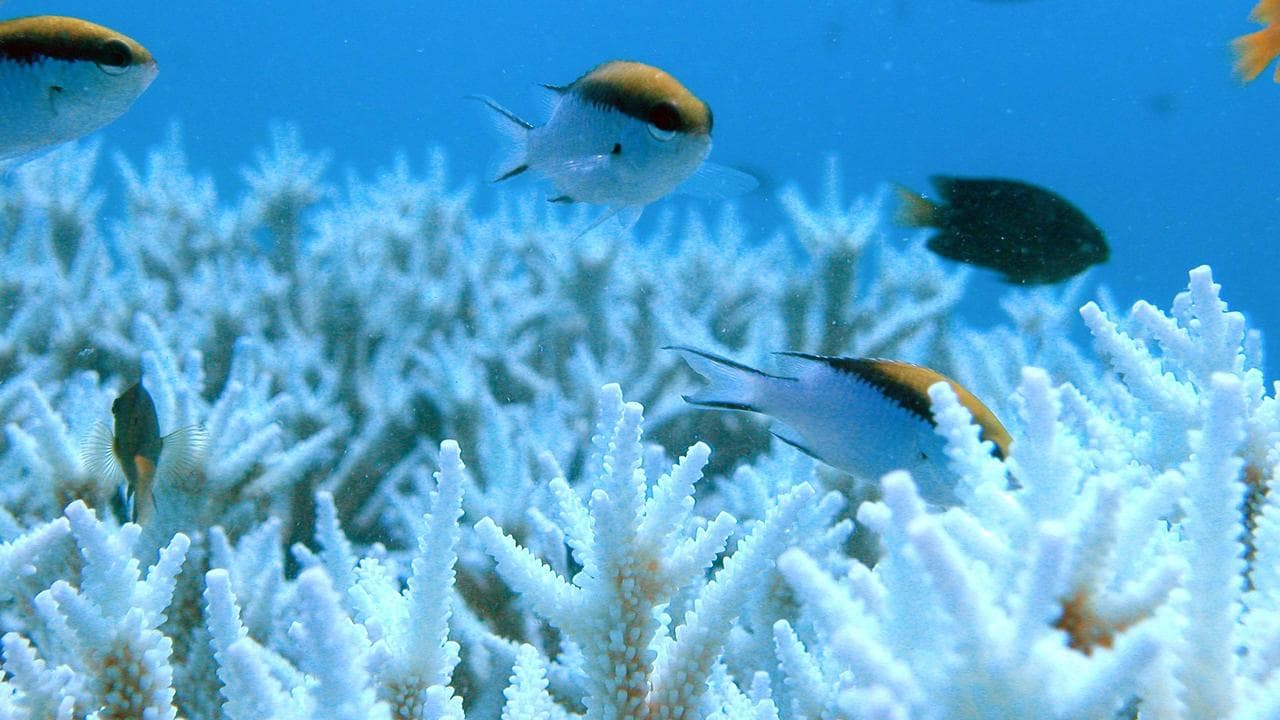Coral that's bleached by rising sea temperatures.
