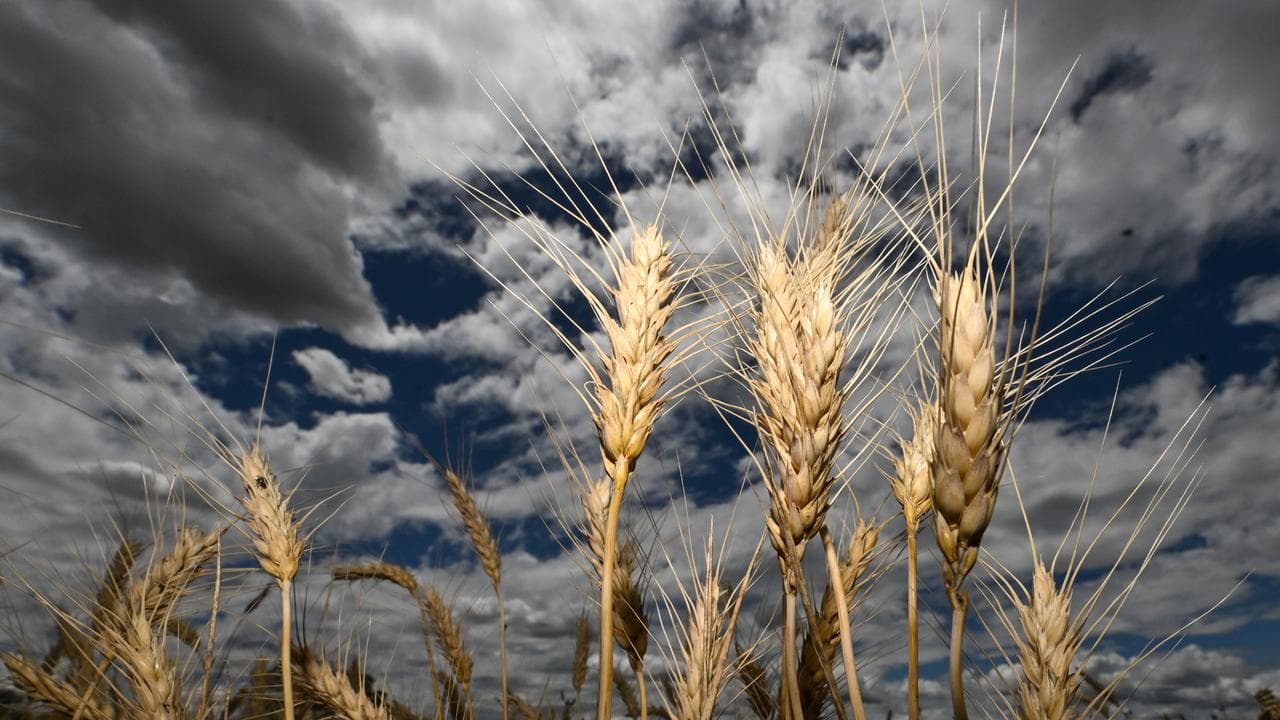 Wheat heads in a field at Borambola near Wagga Wagga, NSW