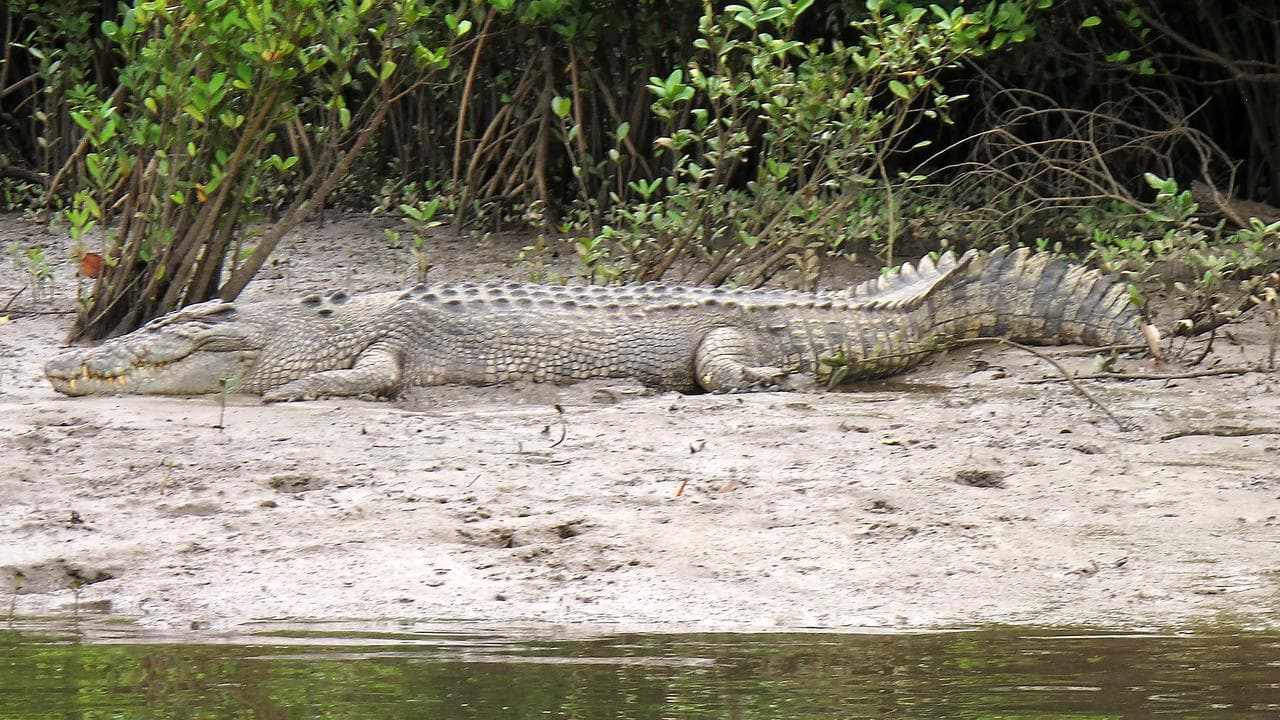 A crocodile rests on the shore of the Daintree River