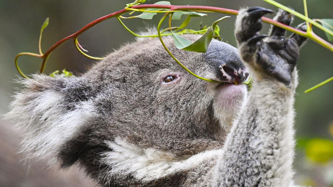 A koala eating.