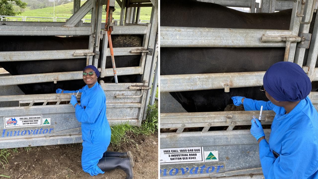 PHD student Zainab Umar Abdullahi collects ticks from a bull in NSW.