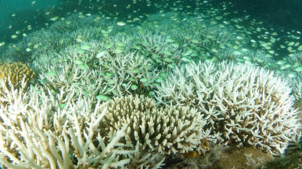 Since 2020 the reefs have bleached every year.