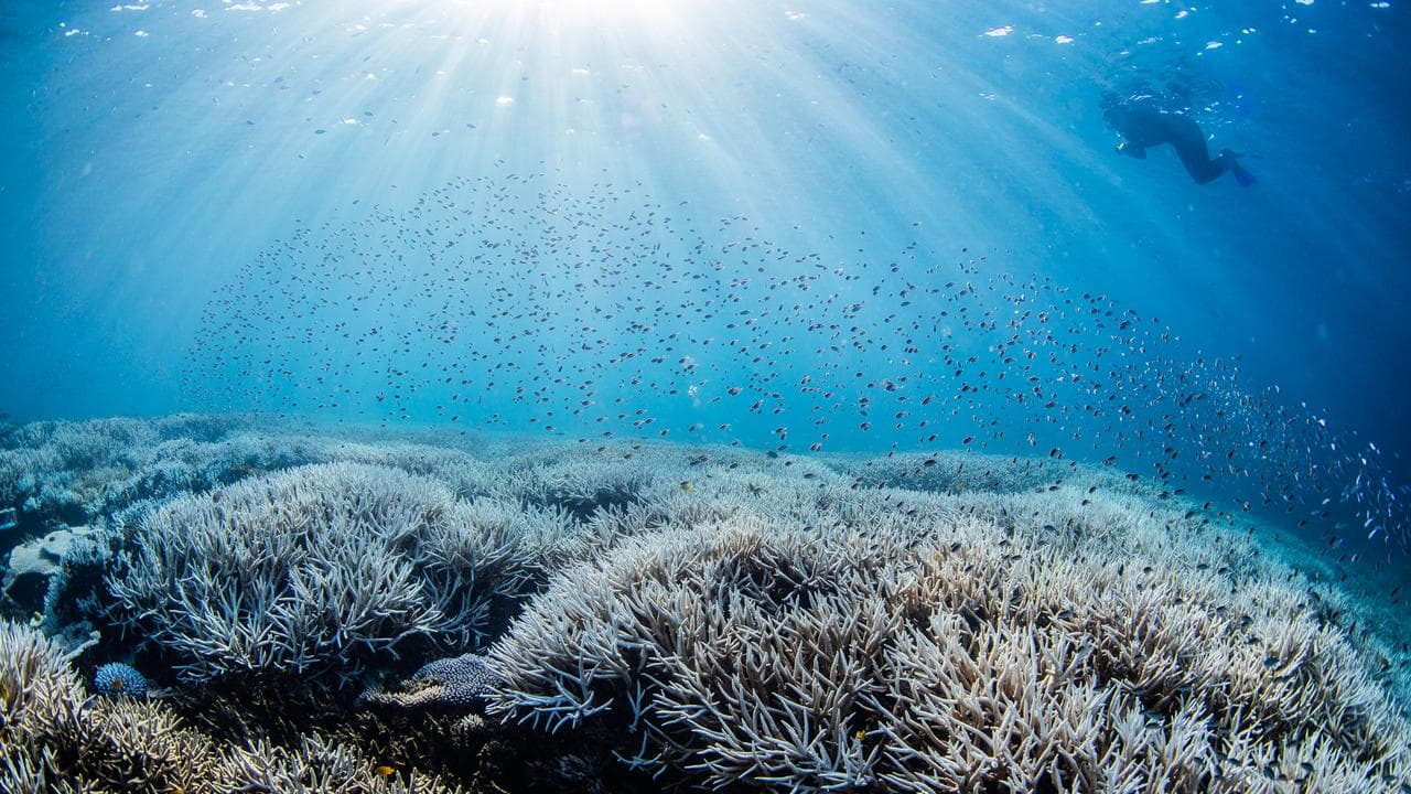 Coral bleaching on the southern Great Barrier Reef.