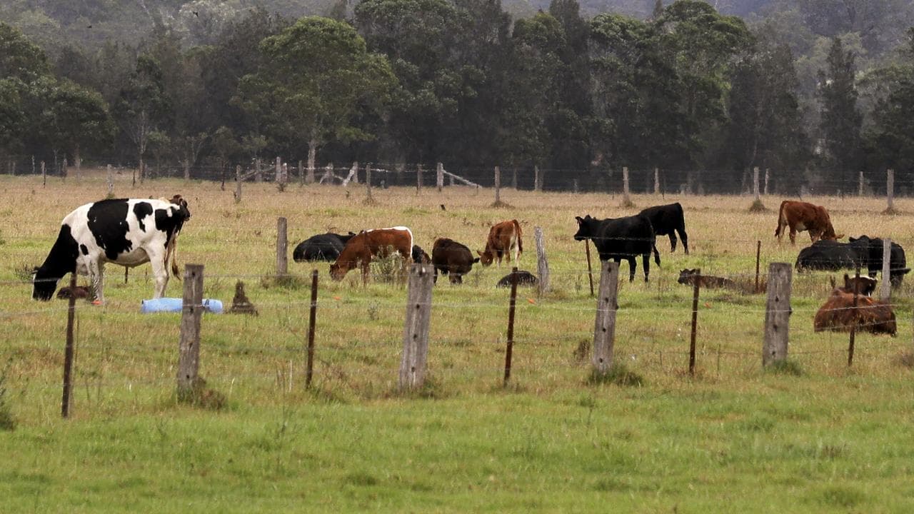 Cattle grazing in a paddock.