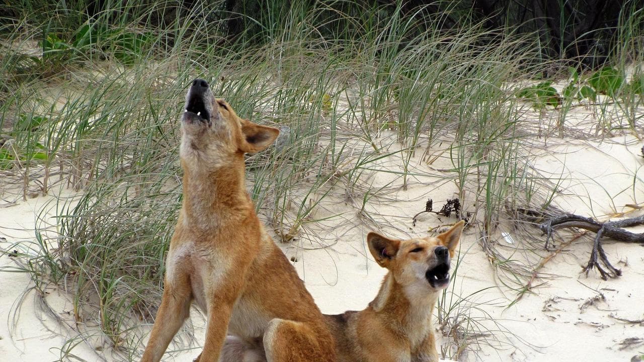 dingos on K'gari