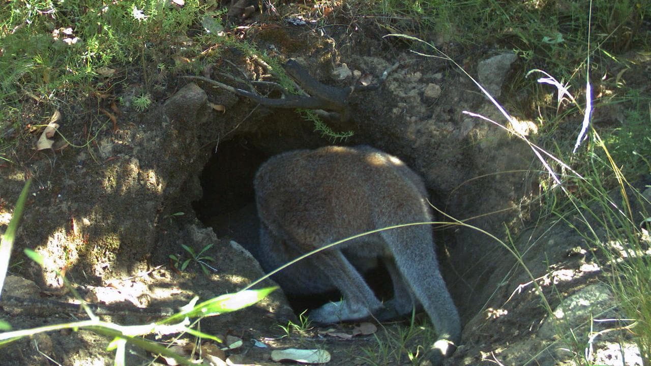A red-necked wallaby looks into a wombat burrow