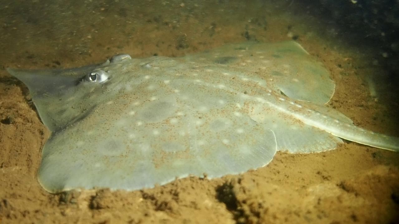 An endangered Maugean Skate in Macquarie Harbour, Tasmania