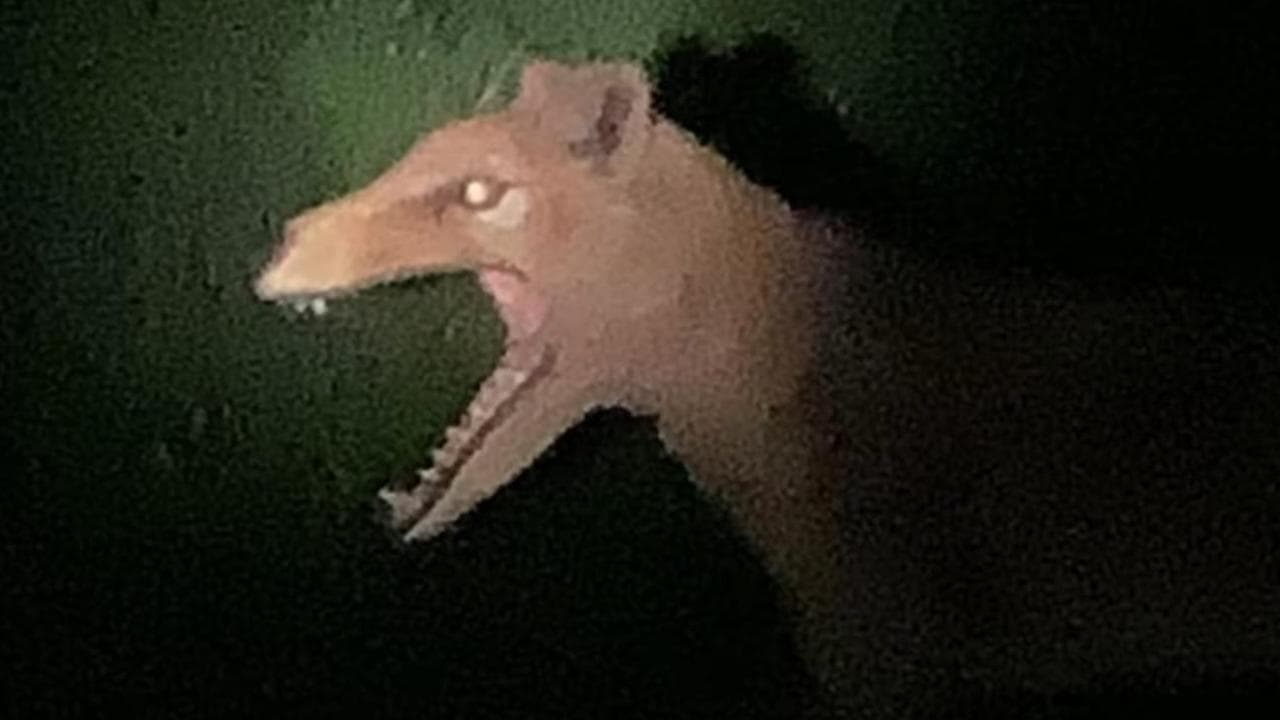 A supposed side-on picture of a thylacine taken by a US tourist.