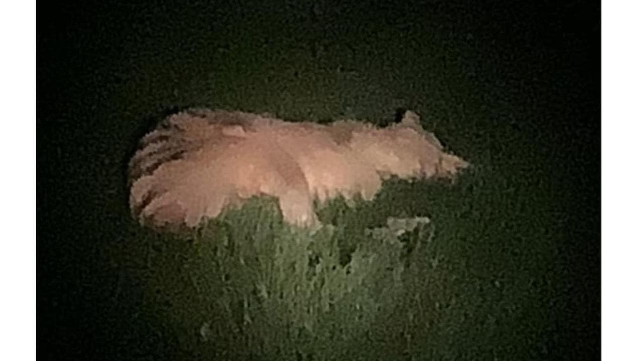 Photo of supposed thylacine lying in grass.