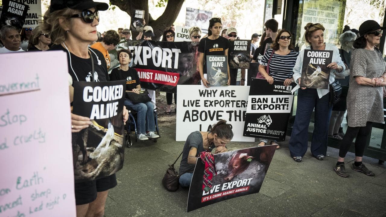 A protest in Perth against live sheep exports, in 2018