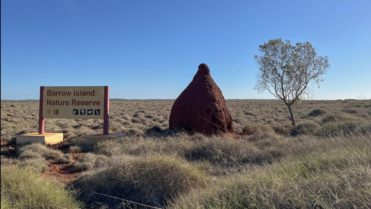 Termite mound on Barrow Island