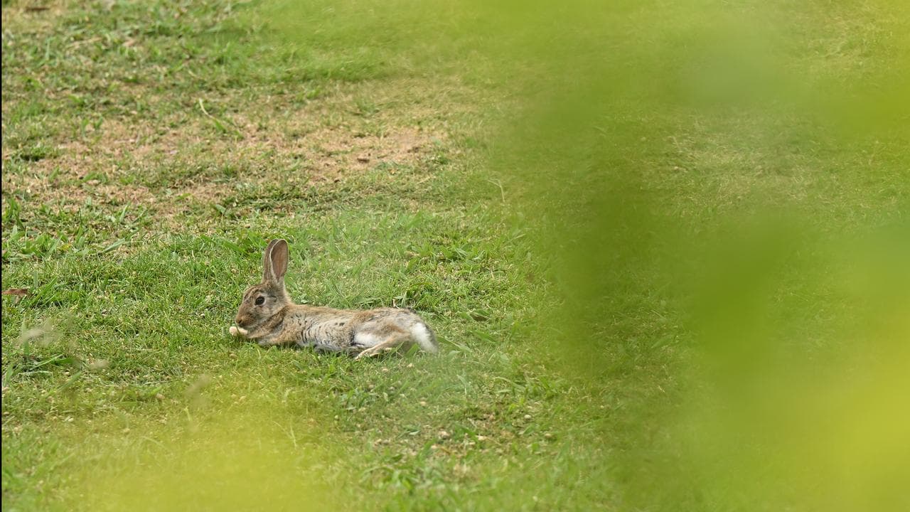 Rabbit in Canberra