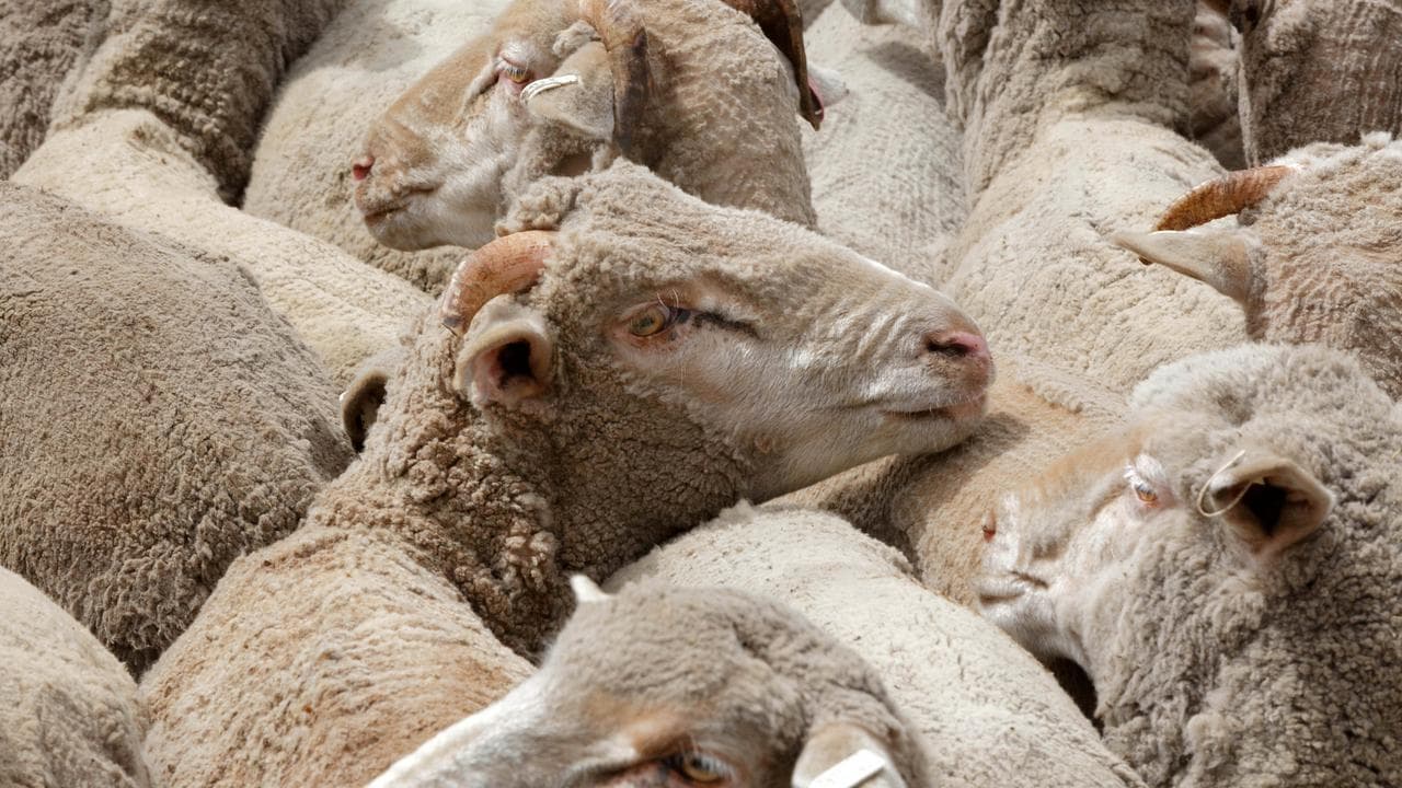 Sheep destined for the Middle East