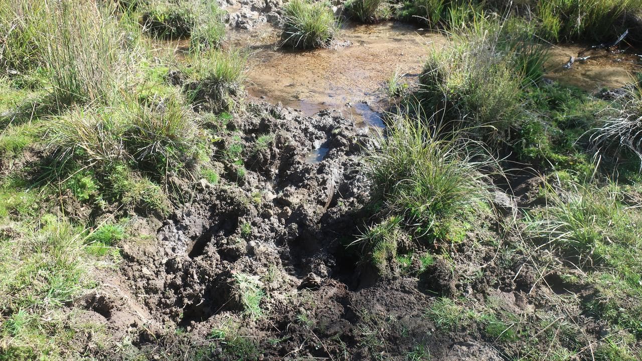 Feral horse damage in Kosciuszko National Park (file image)