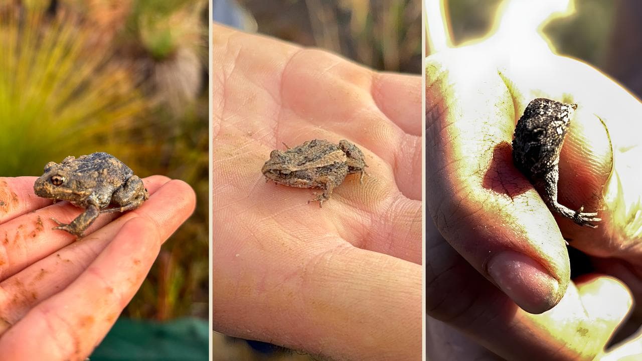 Eastern banjo frog, common eastern froglet and mountain heath dragon.