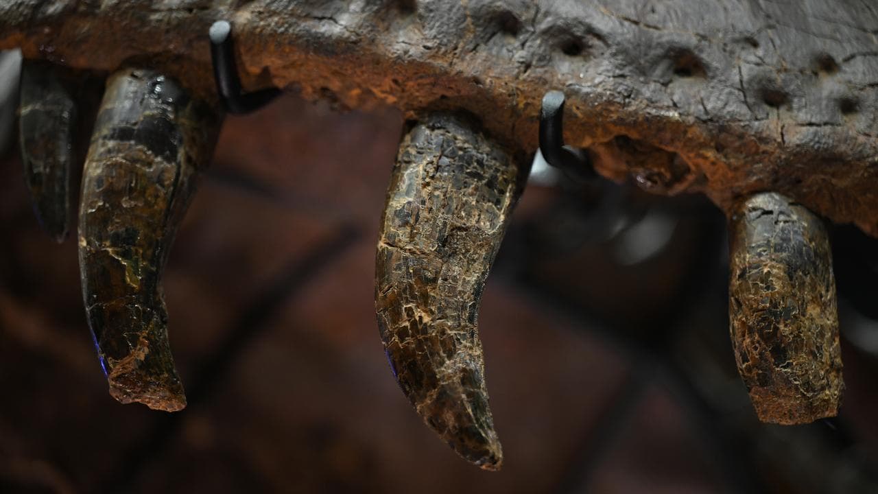 A Tyrannosaurus rex fossil