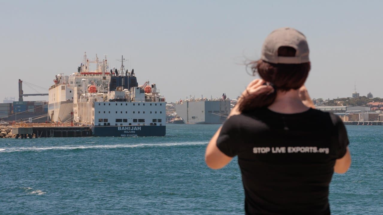 Animal advocate Rebecca Tapp films a live animal export ship.