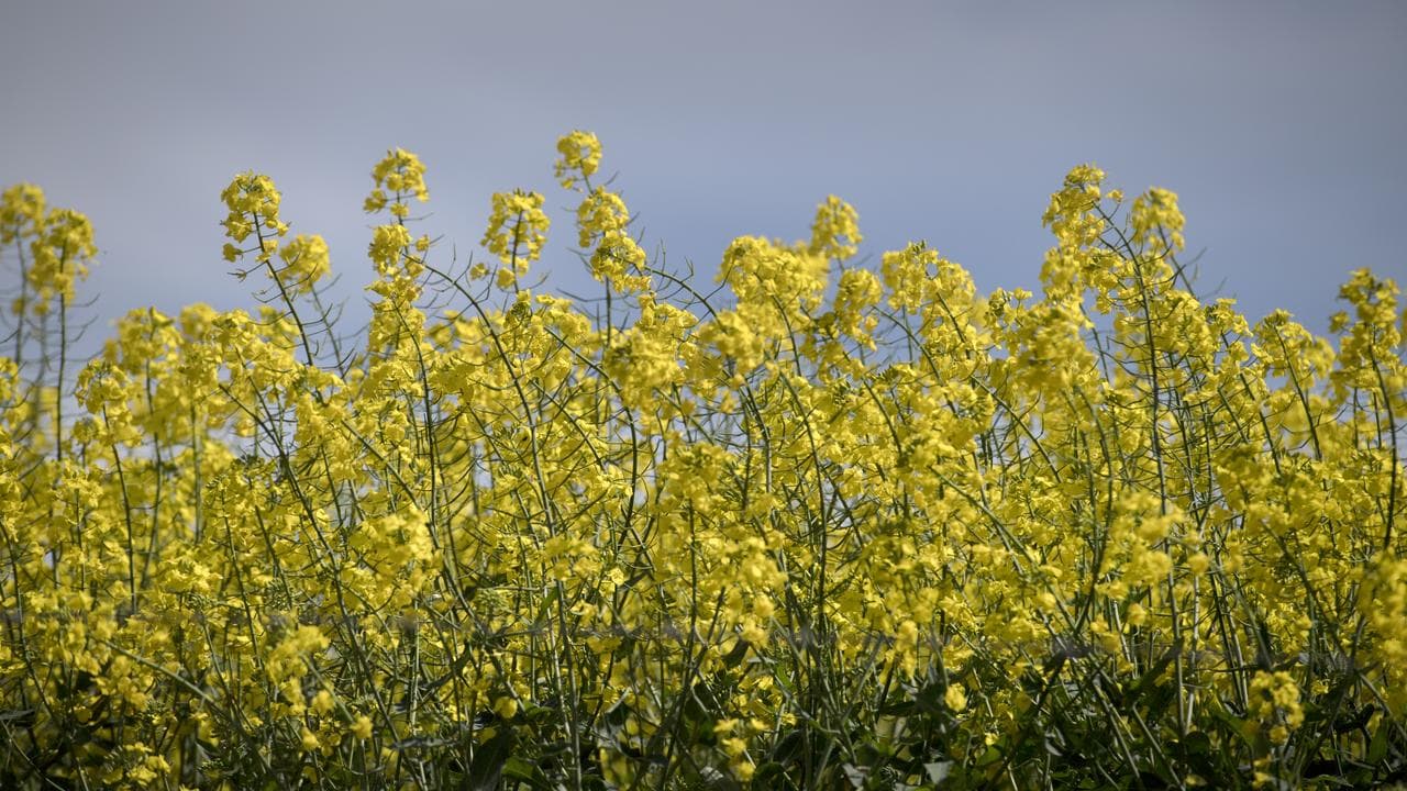 A field of canola crop (file image)
