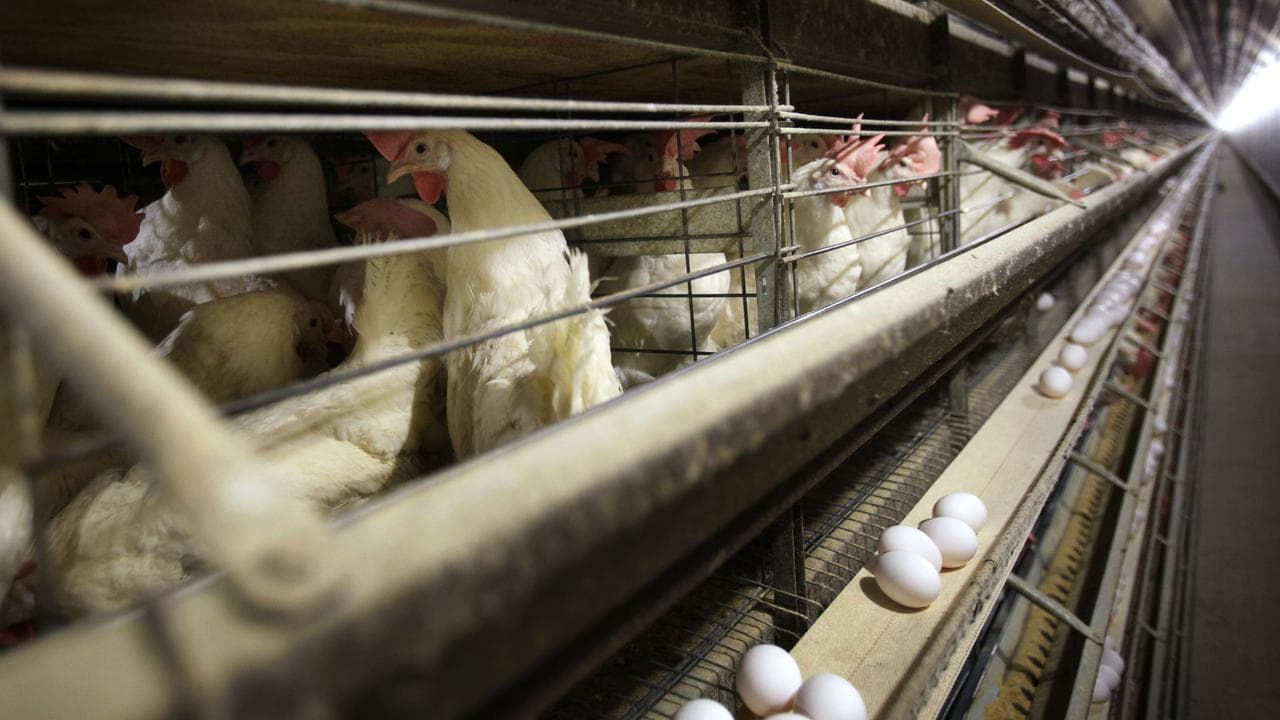 Chickens in their cages at a farm near Stuart, Iowa